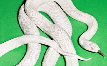 Deftones - My Mind Is a Mountain