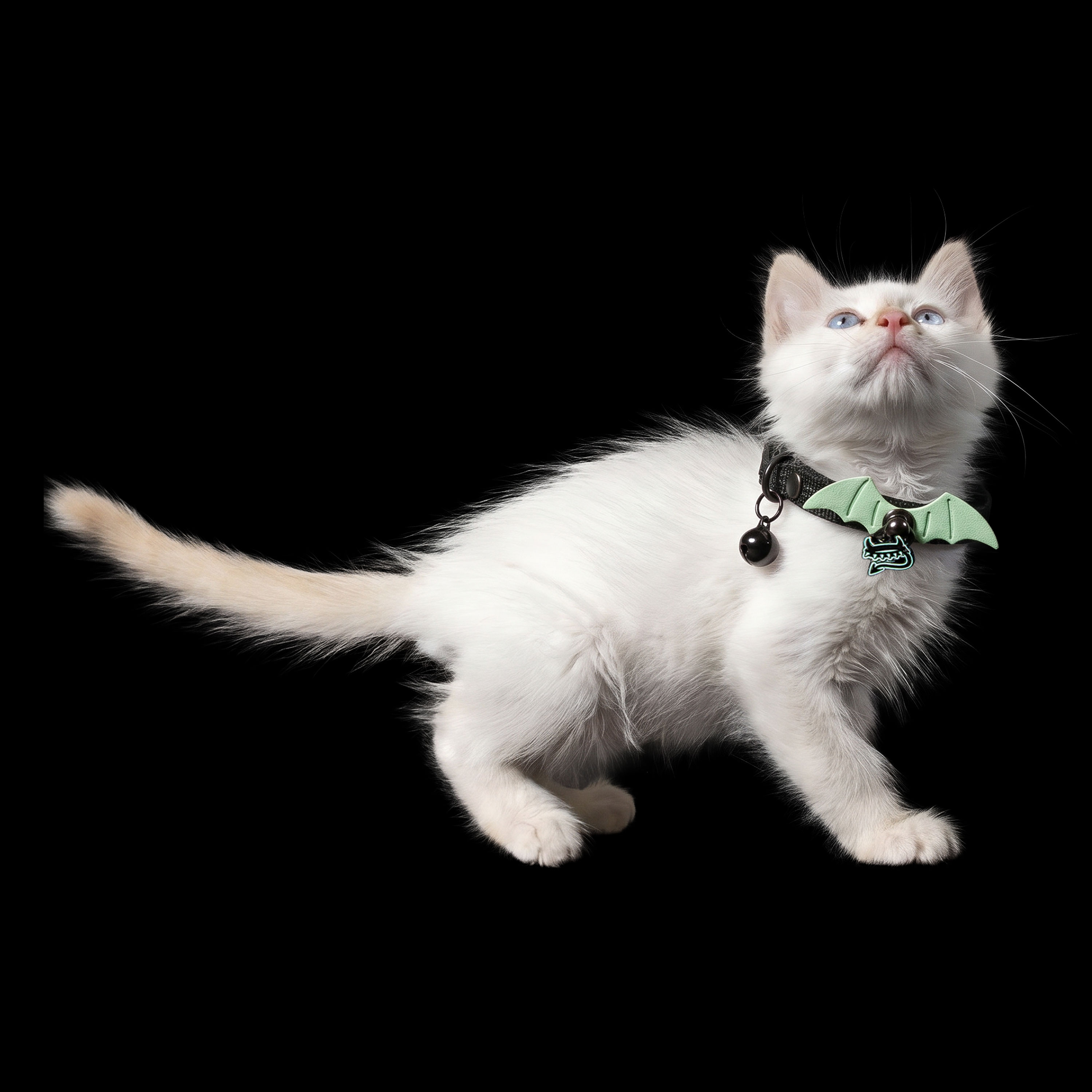 White kitten wearing the Freak On A Leash bat wing cat collar