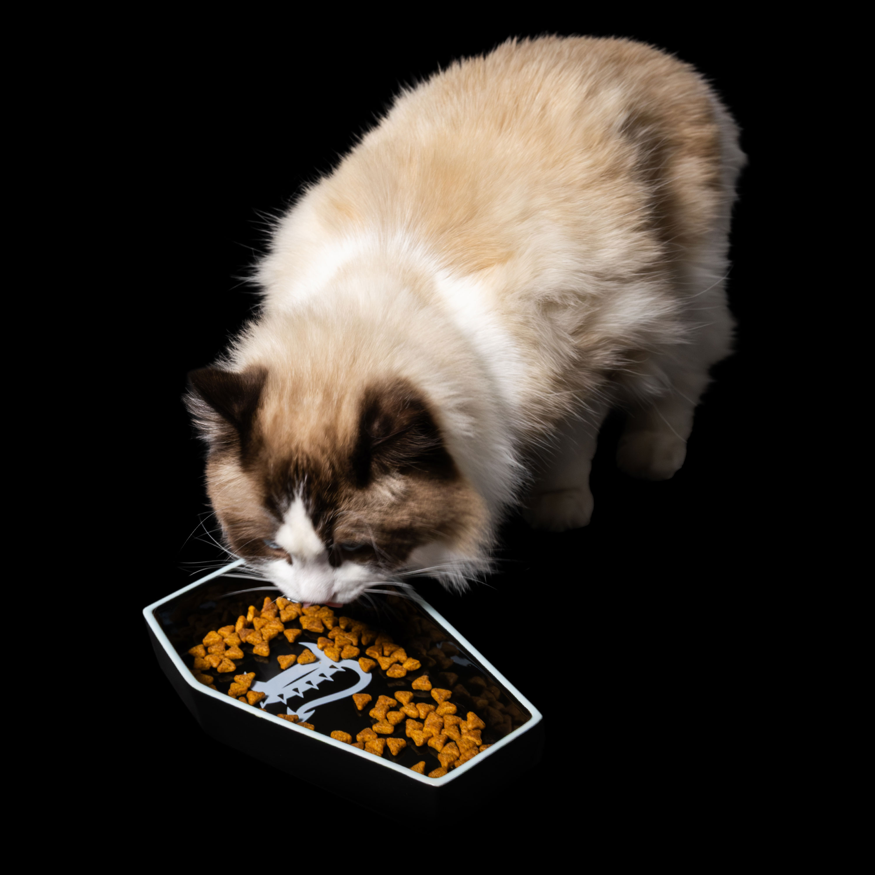 Cat eating from a black Freak On A Leash coffin-shaped ceramic bowl