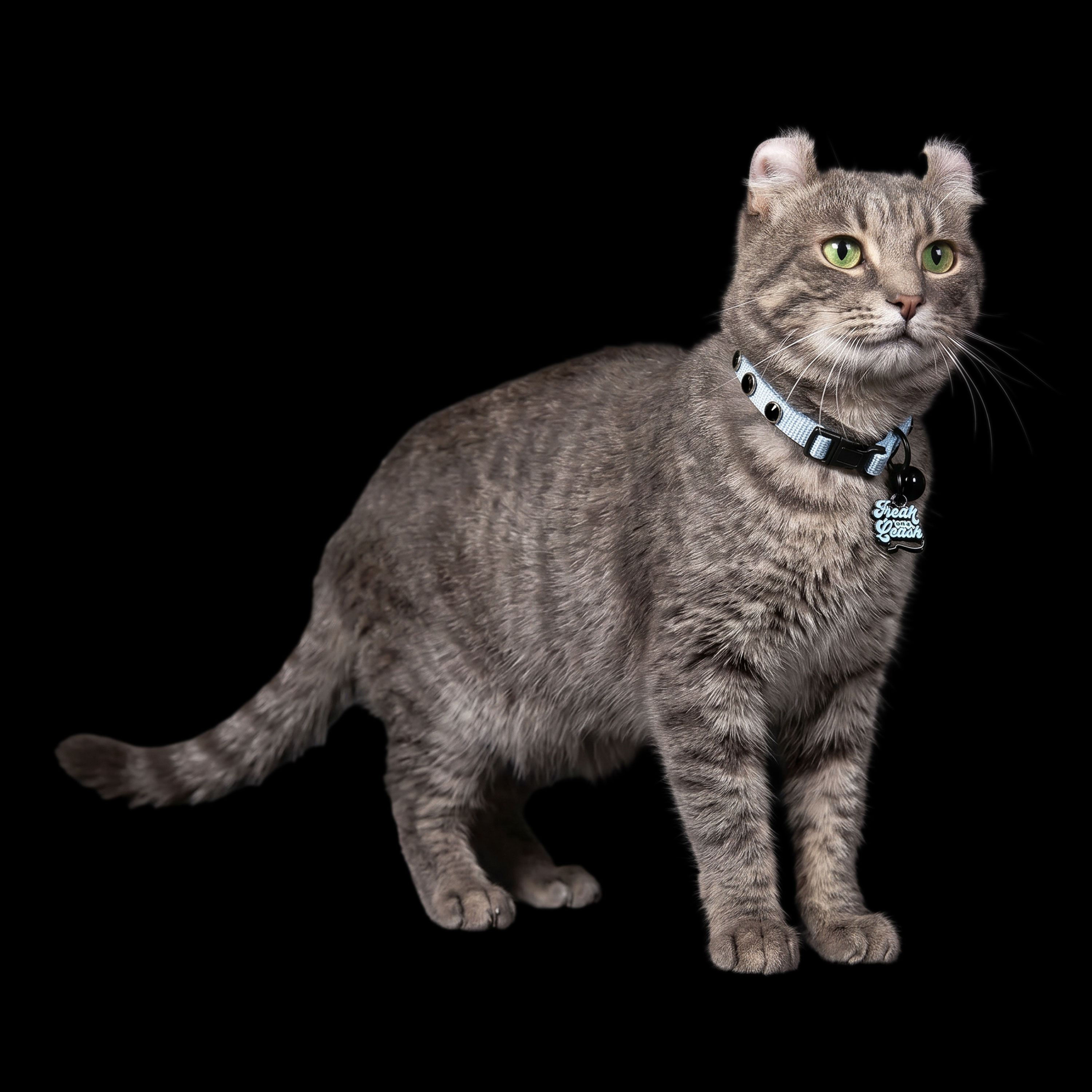 Grey cat wearing the Freak On A Leash blue rhinestone nylon cat collar