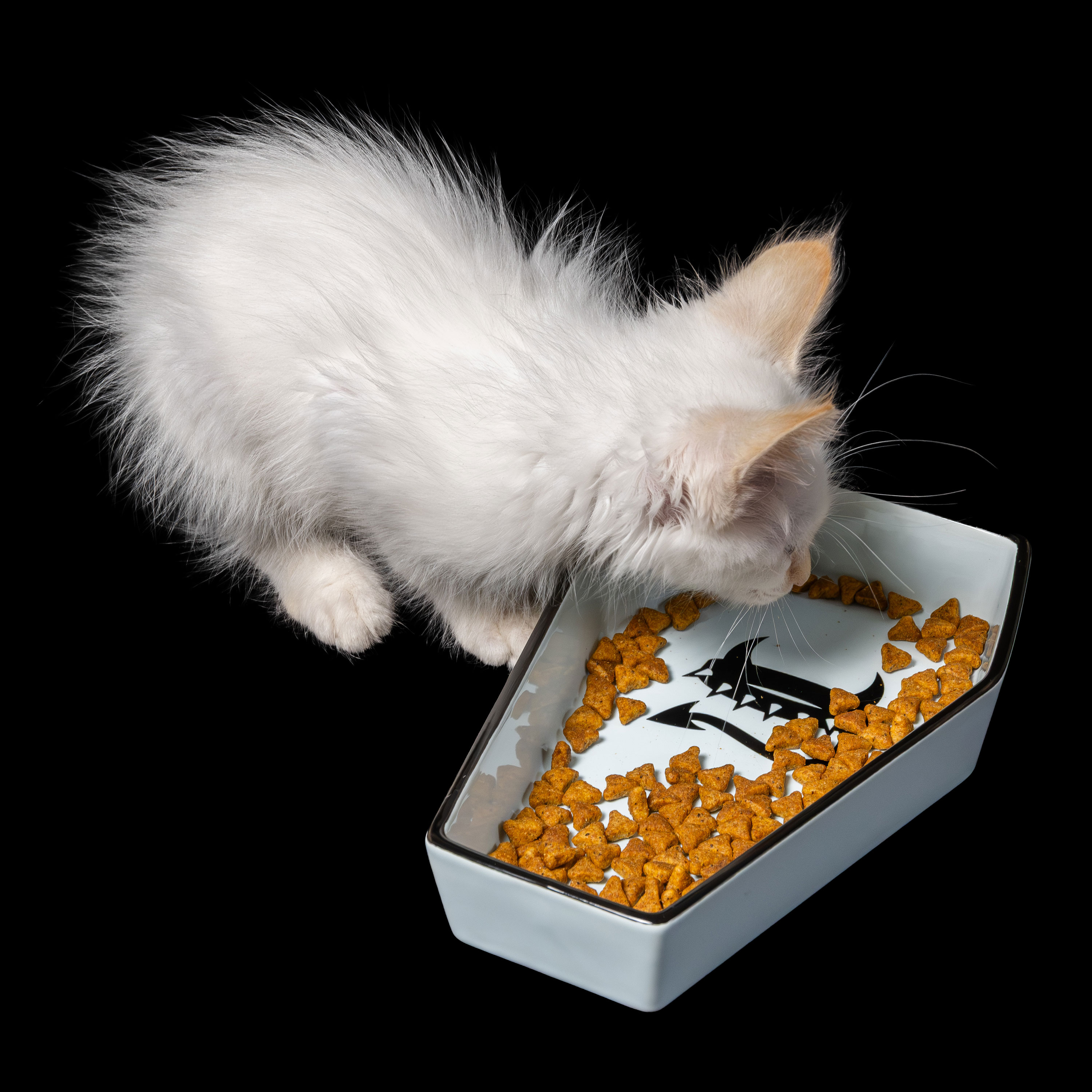 White cat eating from a light blue Freak On A Leash coffin-shaped ceramic bowl