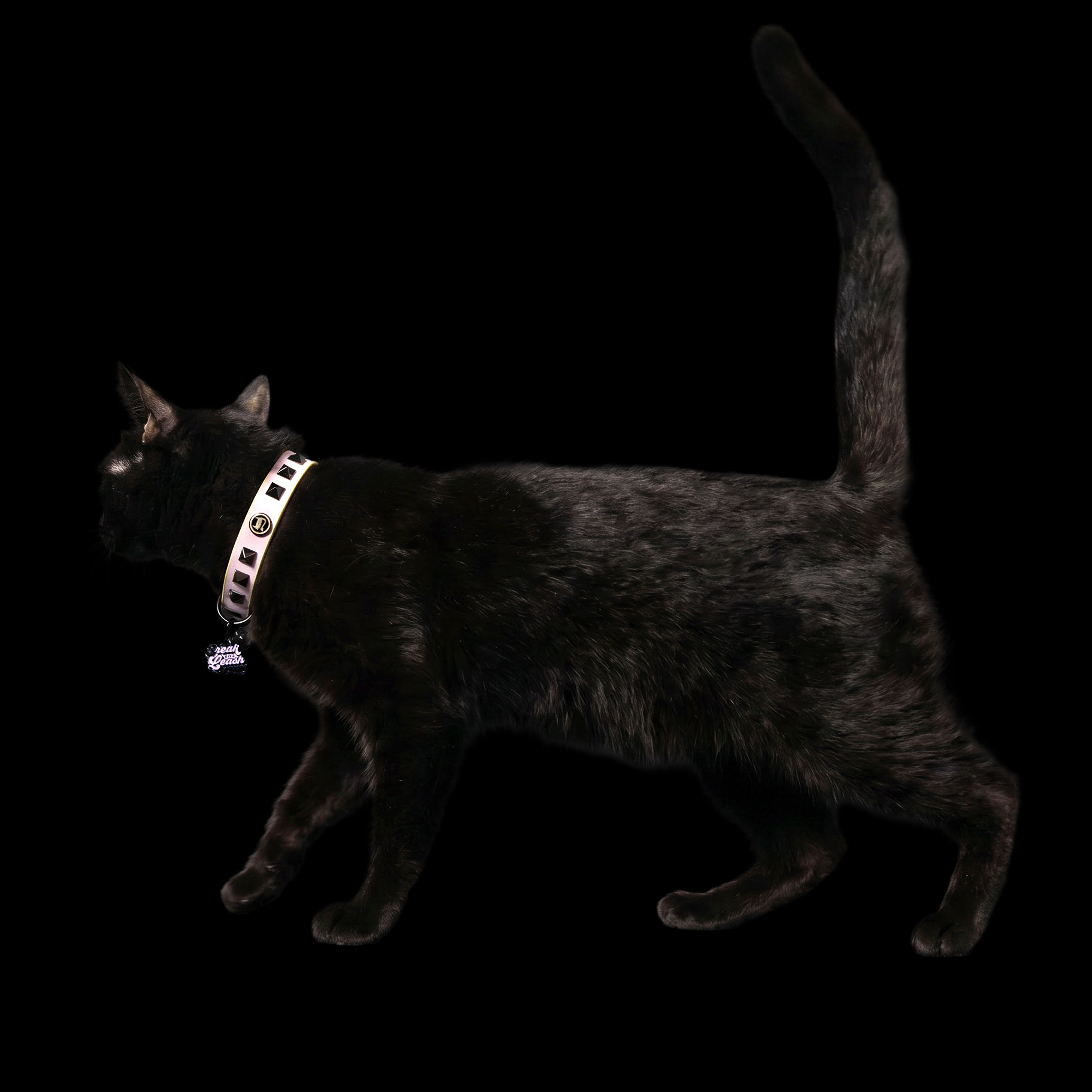 Black cat wearing the Freak On A Leash lilac studded cat collar